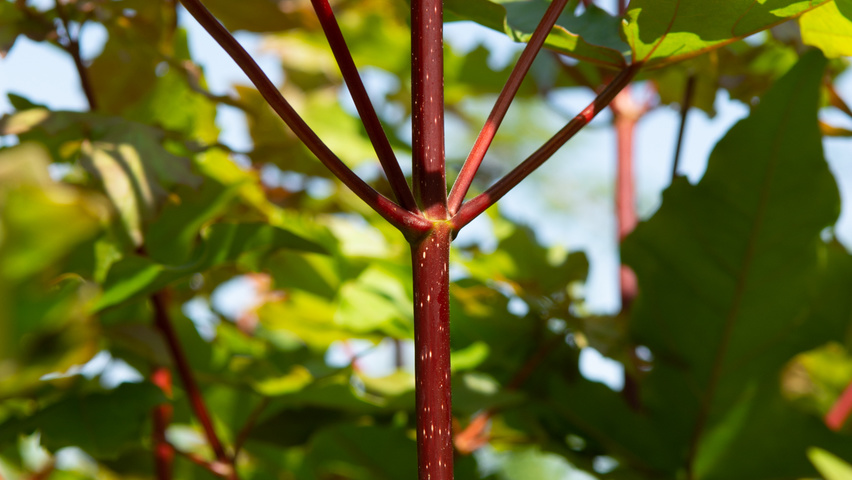 Acer x zoeschense 'Annae' twigs