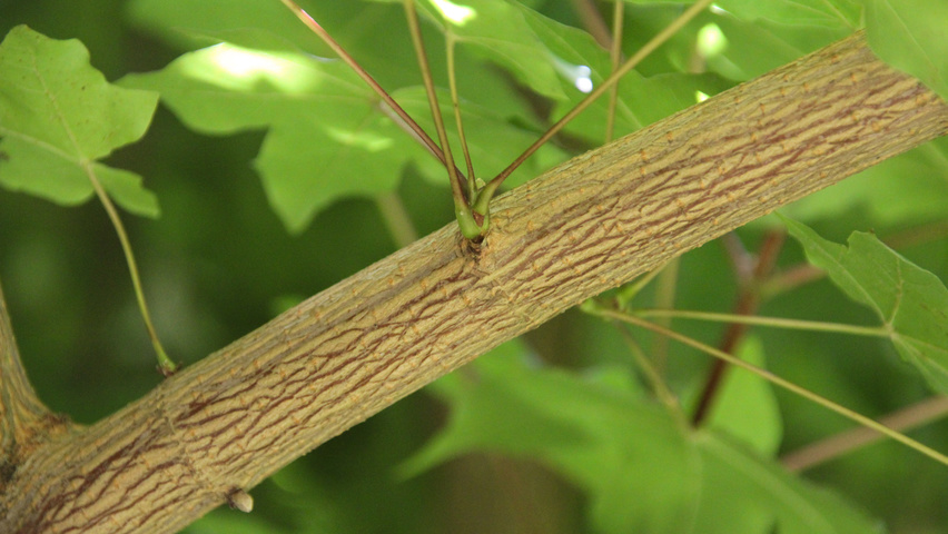 Acer x zoeschense 'Annae' twigs