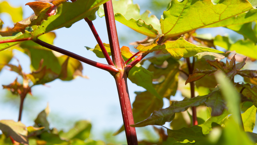 Acer x zoeschense 'Annae' twigs