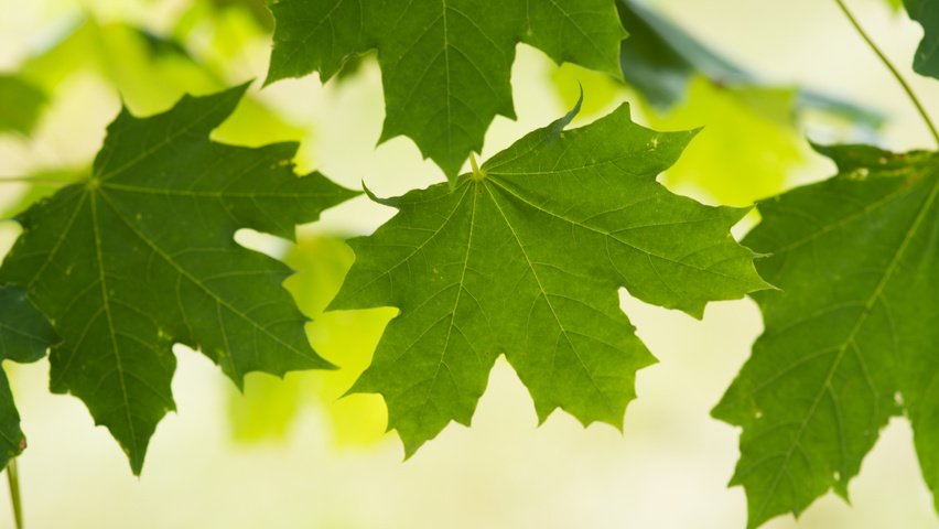 Acer platanoides Feuilles