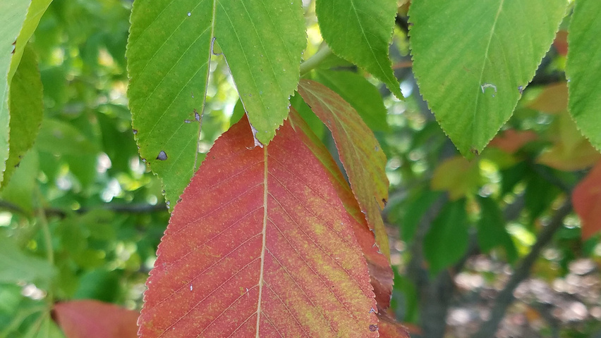 Aesculus 'Autumn Splendor' autumn leaves
