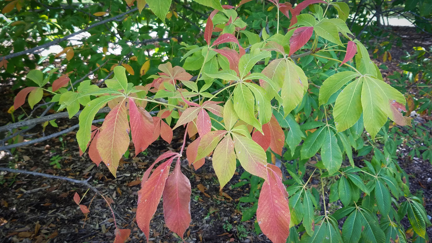 Aesculus 'Autumn Splendor' autumn leaves