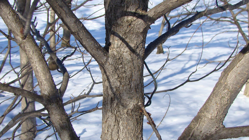 Aesculus 'Autumn Splendor' bark