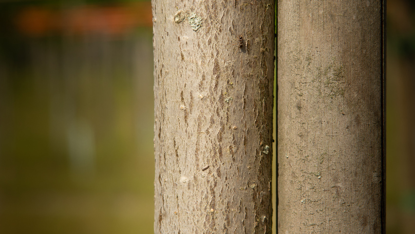 Aesculus 'Autumn Splendor' bark