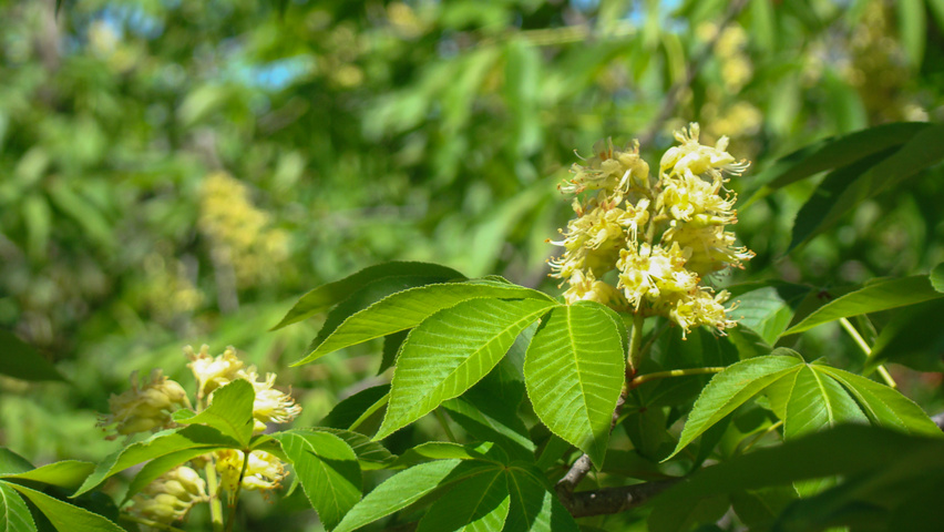 Aesculus 'Autumn Splendor' flowers