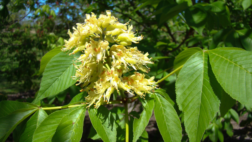 Aesculus 'Autumn Splendor' flowers