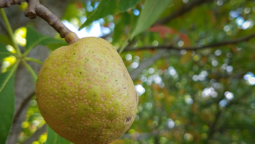 Aesculus 'Autumn Splendor' fruits