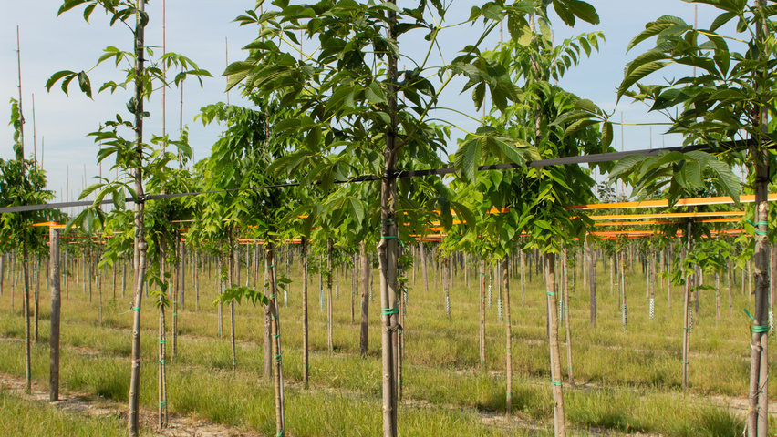 Aesculus 'Autumn Splendor' standard tree