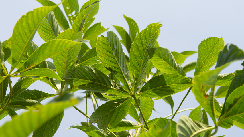 Aesculus 'Autumn Splendor' leaves