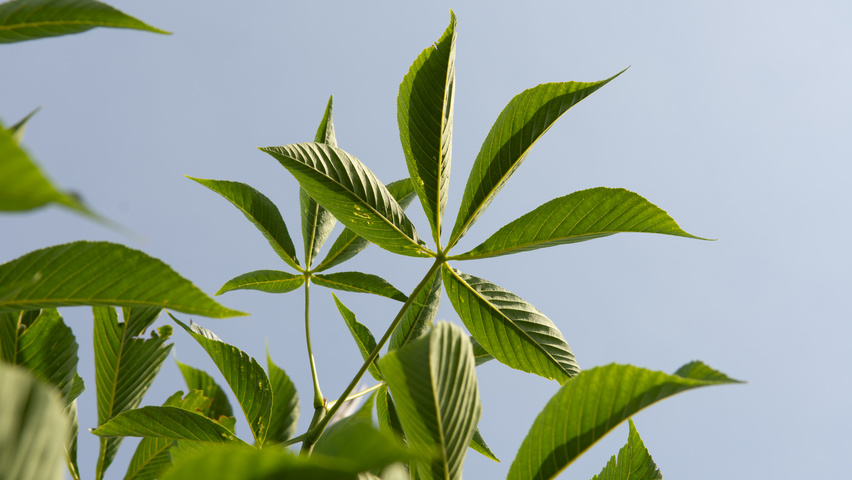 Aesculus 'Autumn Splendor' leaves