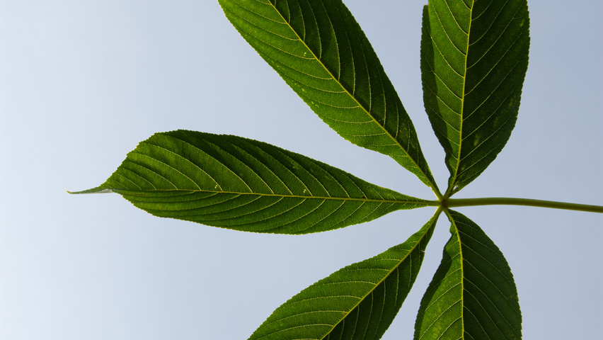 Aesculus 'Autumn Splendor' leaves