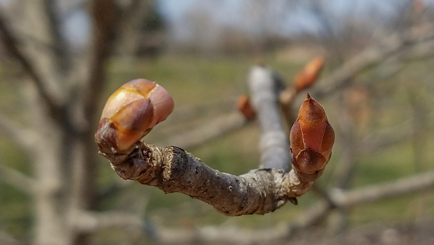 Aesculus 'Autumn Splendor' twigs