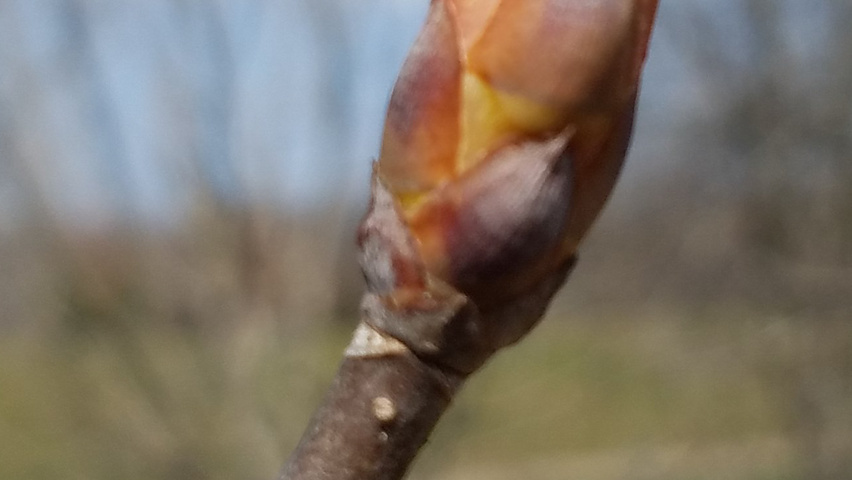 Aesculus 'Autumn Splendor' twigs