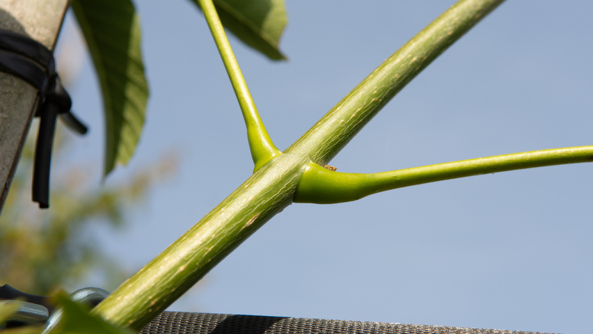 Aesculus 'Autumn Splendor' twigs