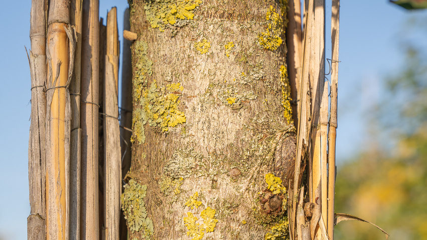 Aesculus carnea 'Theo Janson' bark