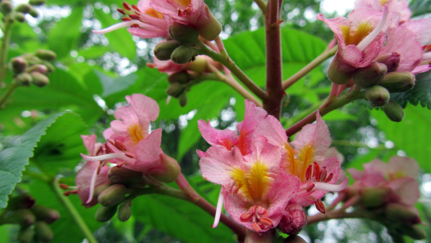Aesculus carnea 'Theo Janson' flowers