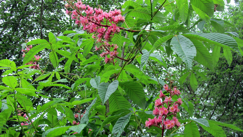 Aesculus carnea 'Theo Janson' flowers