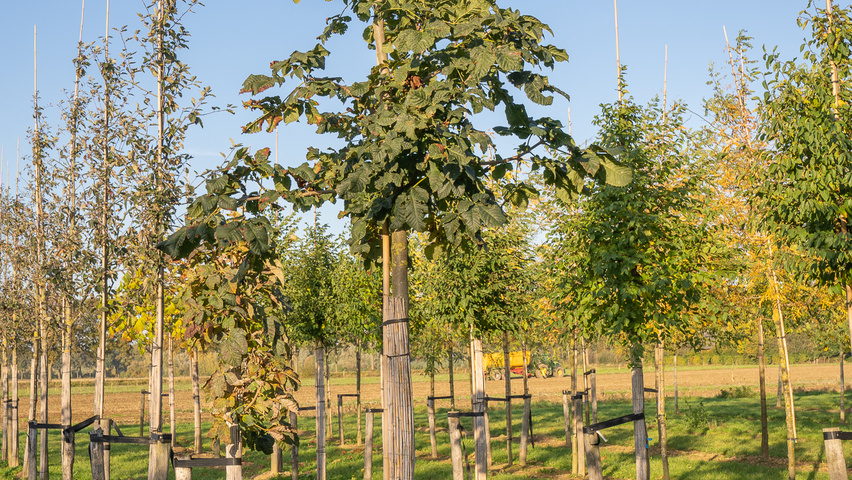 Aesculus carnea 'Theo Janson' standard tree