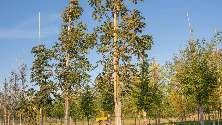 Aesculus carnea 'Theo Janson' standard tree