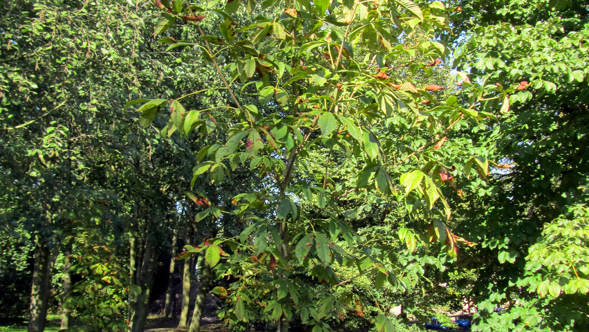 Aesculus carnea 'Theo Janson' standard tree