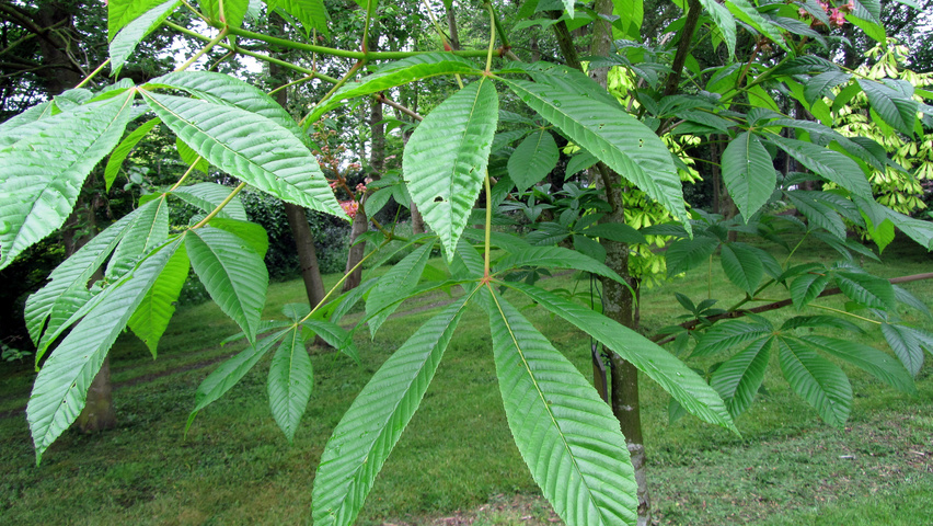 Aesculus carnea 'Theo Janson' leaves