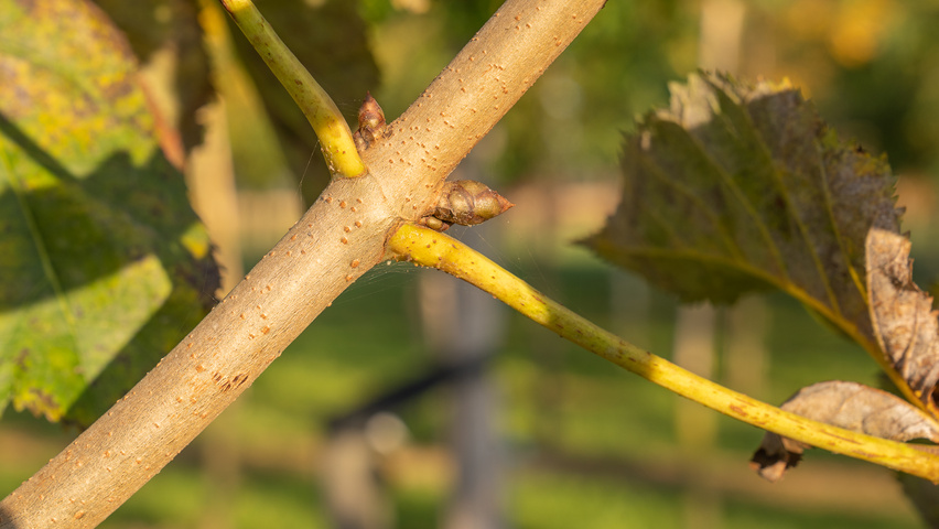 Aesculus carnea 'Theo Janson' twigs