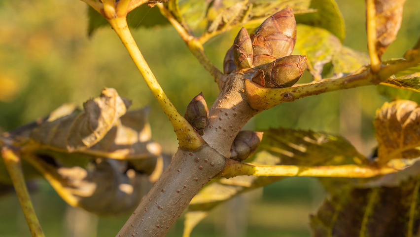 Aesculus carnea 'Theo Janson' twigs