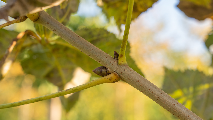 Aesculus carnea 'Theo Janson' twigs