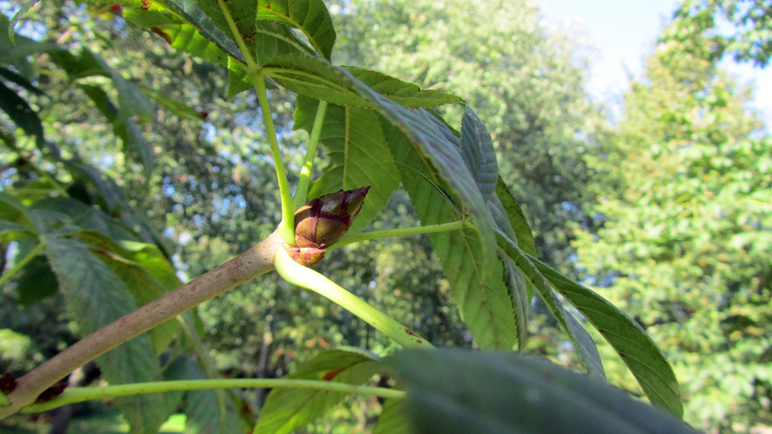 Aesculus carnea 'Theo Janson' twigs