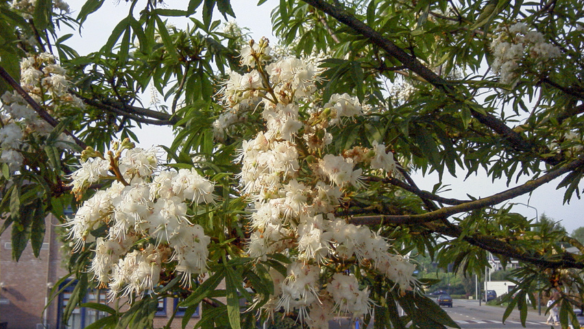 Aesculus 'Digitata' flowers