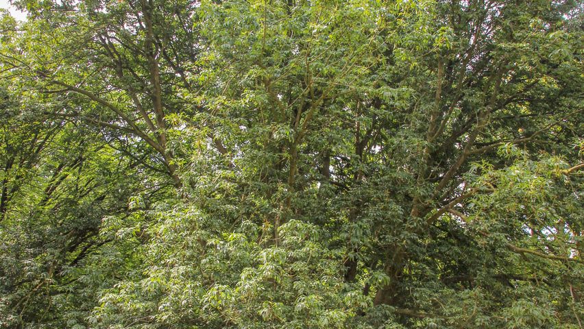 Aesculus 'Digitata' half-stem