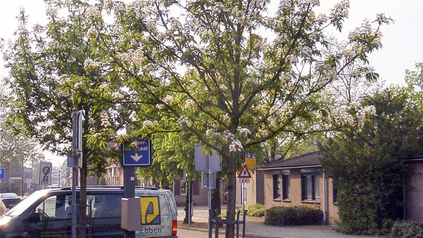 Aesculus 'Digitata' standard tree