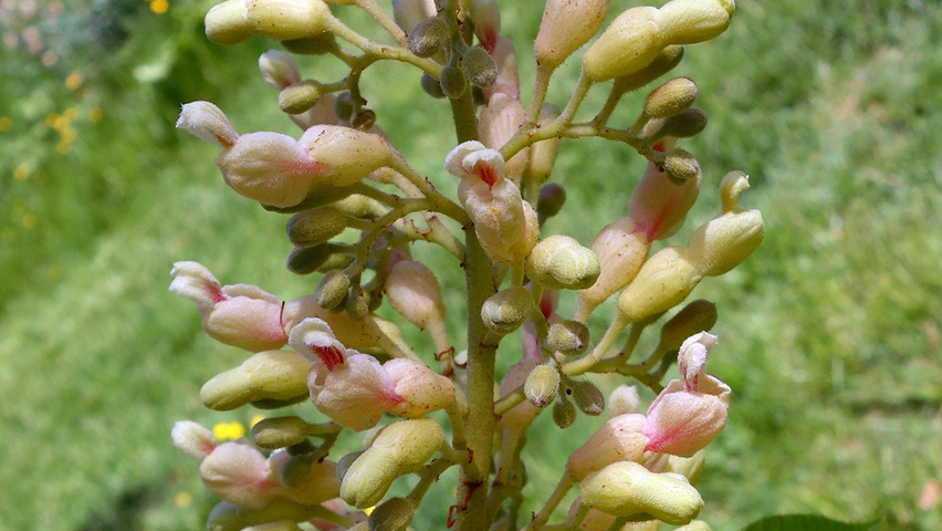 Aesculus flava flowers