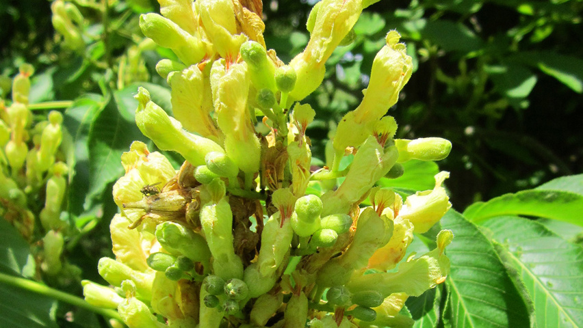 Aesculus flava flowers