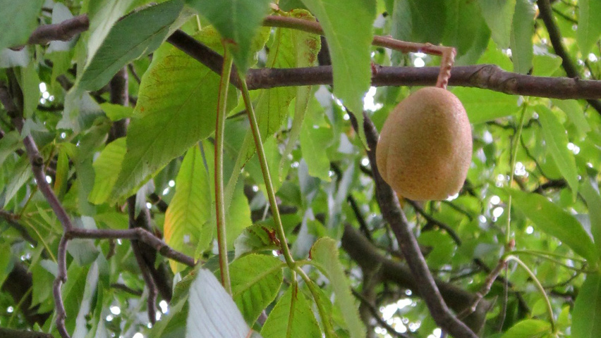 Aesculus flava fruits