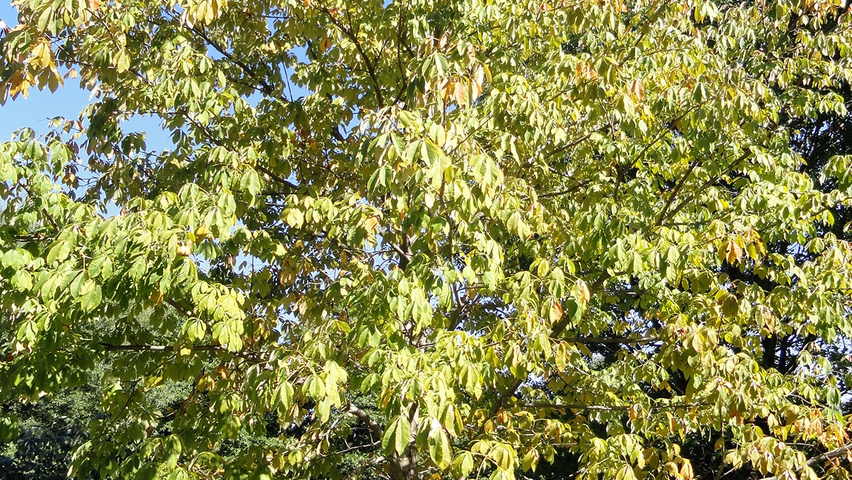 Aesculus flava standard tree