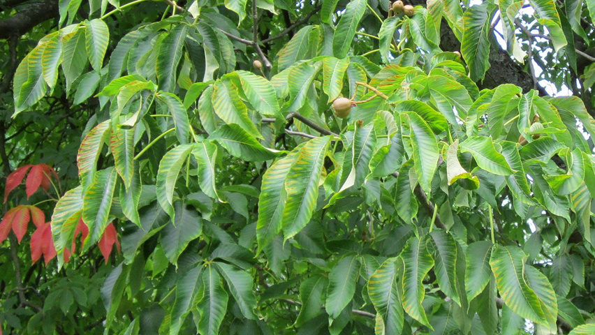Aesculus flava leaves
