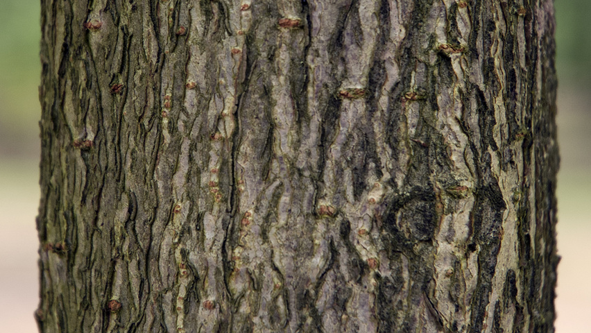 Aesculus flava 'Vestita' Rinden