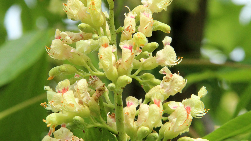 Aesculus flava 'Vestita' Blumen