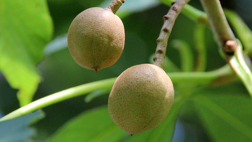 Aesculus flava 'Vestita' Frucht