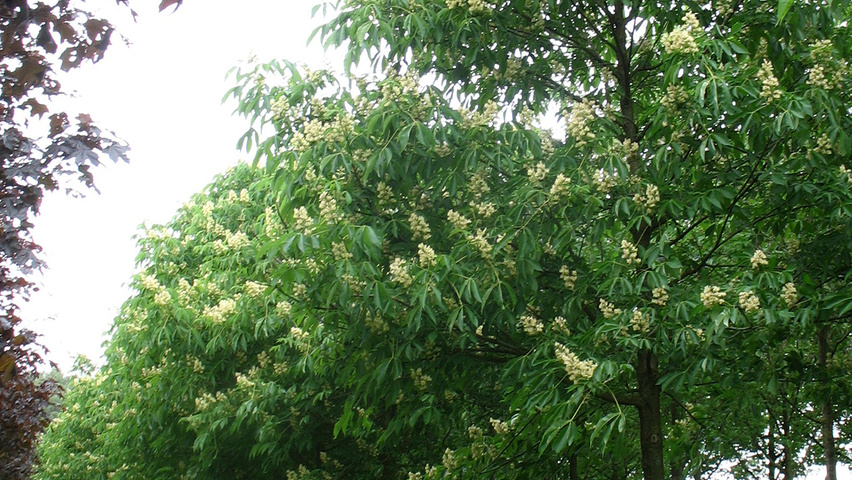Aesculus flava 'Vestita' hochstämmig