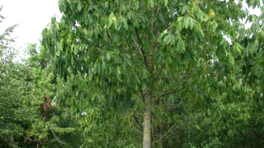 Aesculus flava 'Vestita' hochstämmig
