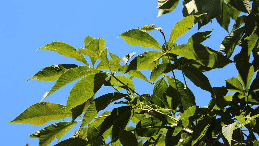 Aesculus flava 'Vestita' Blatt