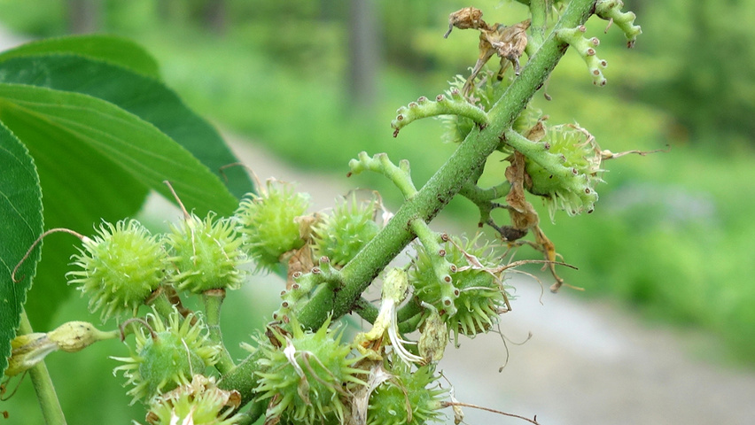 Aesculus glabra owoce