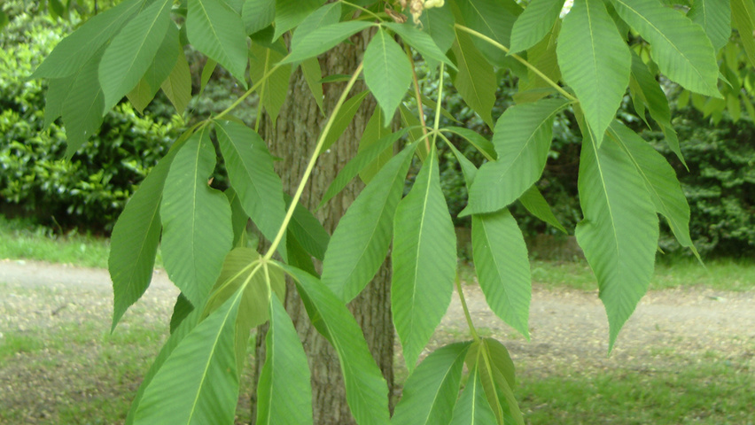 Aesculus glabra liście
