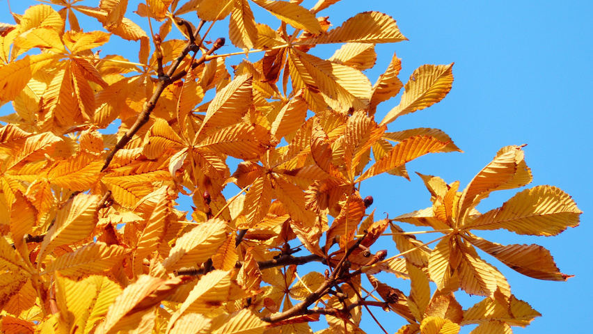 Aesculus hippocastanum autumn leaves