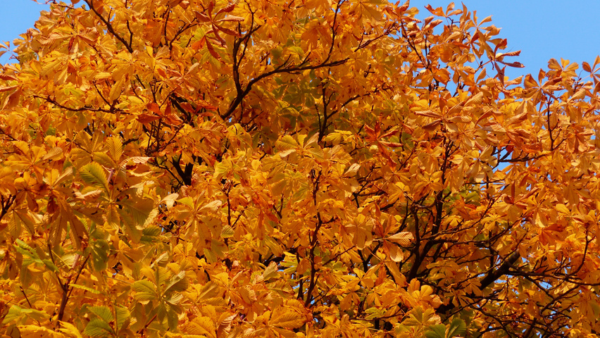 Aesculus hippocastanum autumn leaves