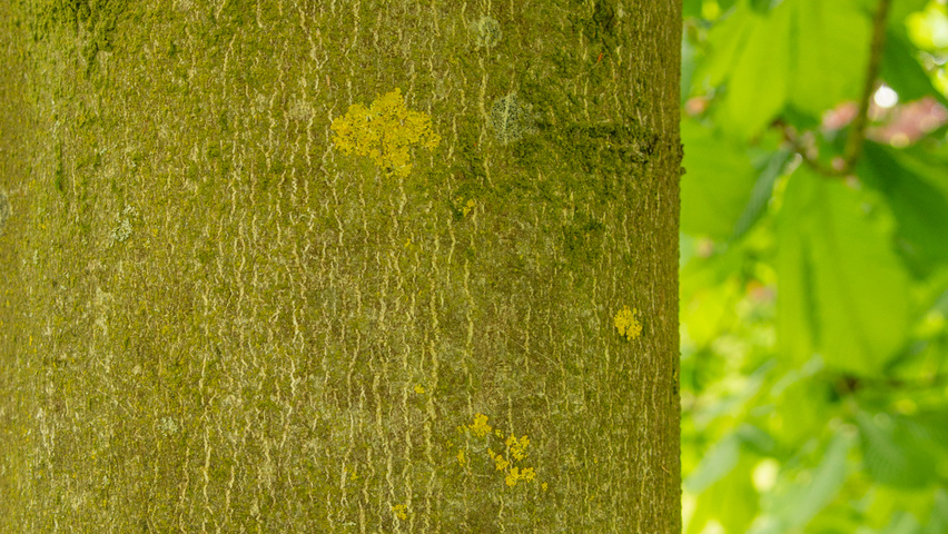 Aesculus hippocastanum bark