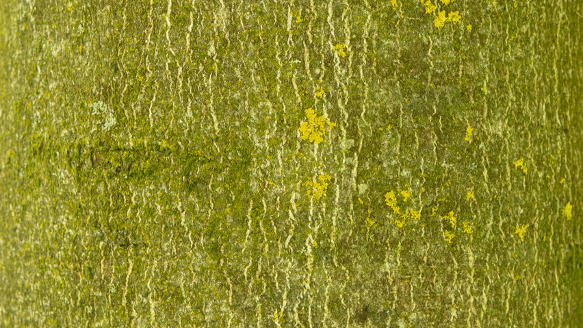 Aesculus hippocastanum bark