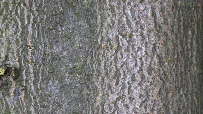 Aesculus hippocastanum 'Baumannii' bark